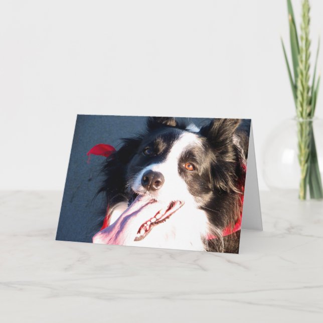 Lycklig Gräns Collie Helgkort (Framsida)