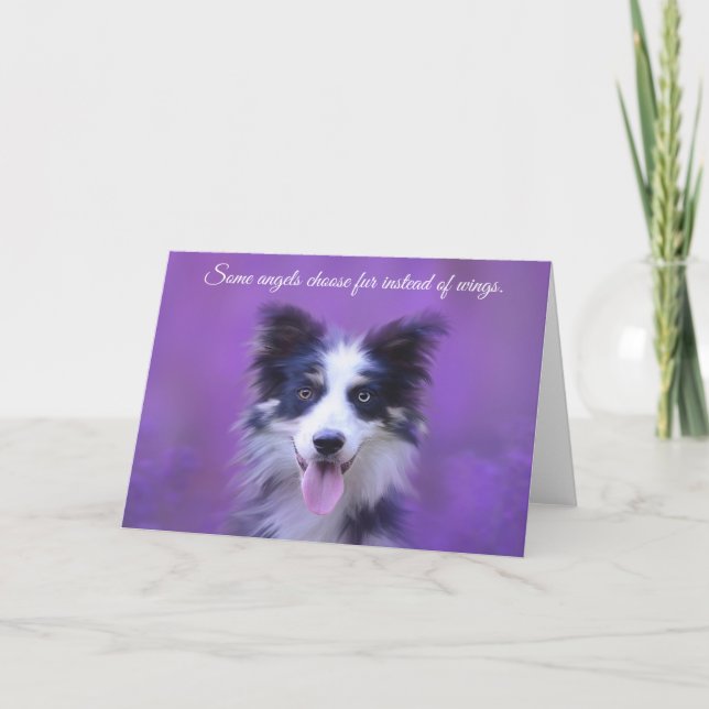 Lycklig Gräns Collie Hund, ängel med Päls Kort (Framsida)