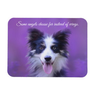Lycklig Gräns Collie Hund, ängel med Päls Magnet