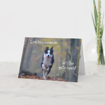 Lycklig Gräns Collie hund födelsedagskort