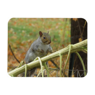 Lycklig Grått Squirrel Magnet