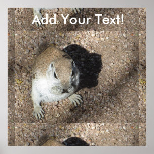 Lycklig Ground Squirrel Poster