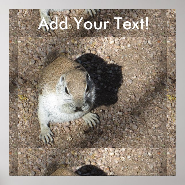 Lycklig Ground Squirrel Poster (Framsidan)