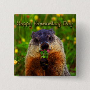 Lycklig Groundhog dag som äter blomman Knapp