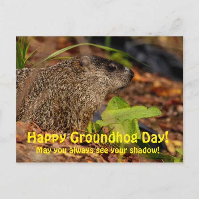 Lycklig Groundhog Day Vykort (Framsida)