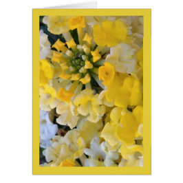 Lycklig Gult Blooms- Sång av Sol. 6:1 Greet. Kort