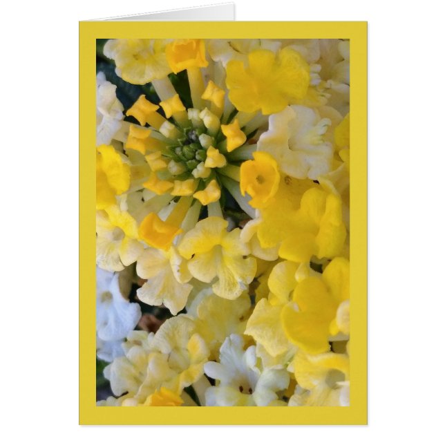 Lycklig Gult Blooms- Sång av Sol. 6:1 Greet. Kort (Framsidan)