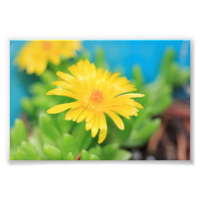 Lycklig Gult Succulent Flower Fototryck (Framsidan)