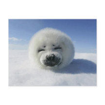 Lycklig Harp Seal
