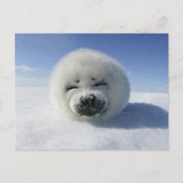Lycklig Harp Seal Vykort