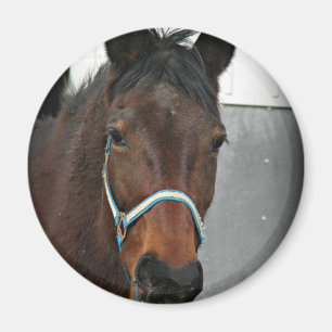 lycklig häst magnet