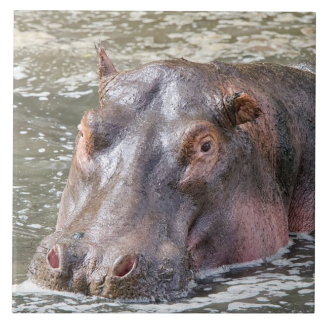Lycklig Hippo Kakelplatta (Framsidan)