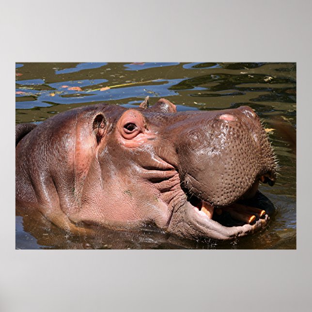 Lycklig hippo poster (Framsidan)
