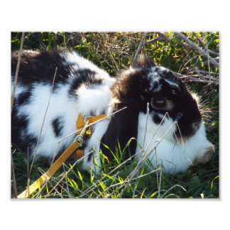 Lycklig Hoppy Fototryck