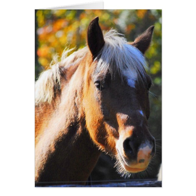 Lycklig Horse Hälsningskort (Framsidan)