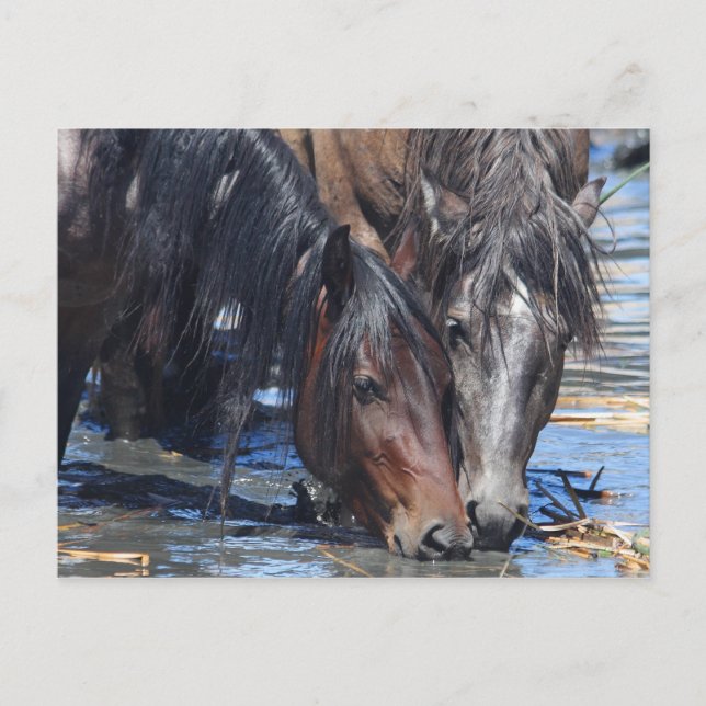 Lycklig Hour Vykort (Framsida)