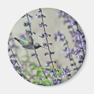 Lycklig Hummingbird II Magnet