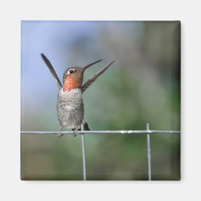 Lycklig Hummingbird Magnet (Framsidan)
