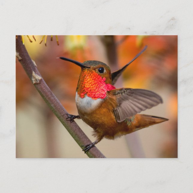 Lycklig Hummingbird med Vingar ut Vykort (Framsida)