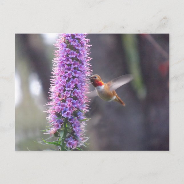 Lycklig hummingbird vykort (Framsida)