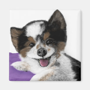 Lycklig Hund Ansikte Magnet