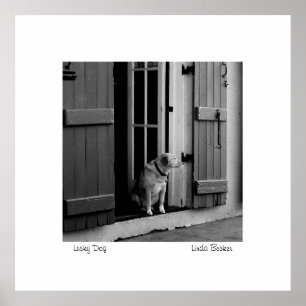 Lycklig hund av Linda Becker PhotoArt Poster