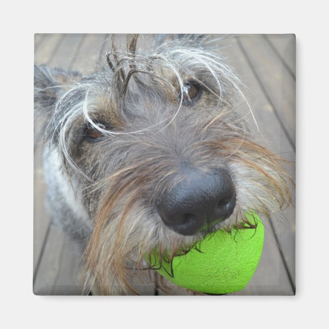 Lycklig Hund med Boll Magnet (Framsidan)