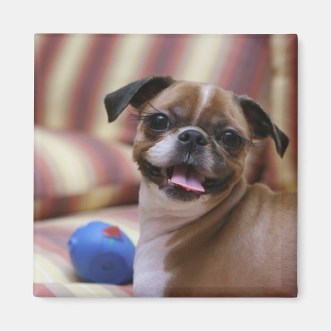 Lycklig Hund med Leksak Magnet (Framsidan)