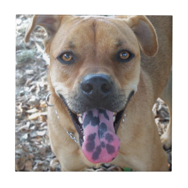 Lycklig, Hund, tunga Kakelplatta (Framsidan)