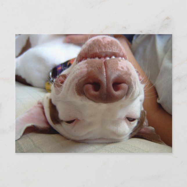 Lycklig hund vykort (Framsida)