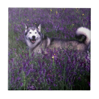 Lycklig husky hund kakelplatta