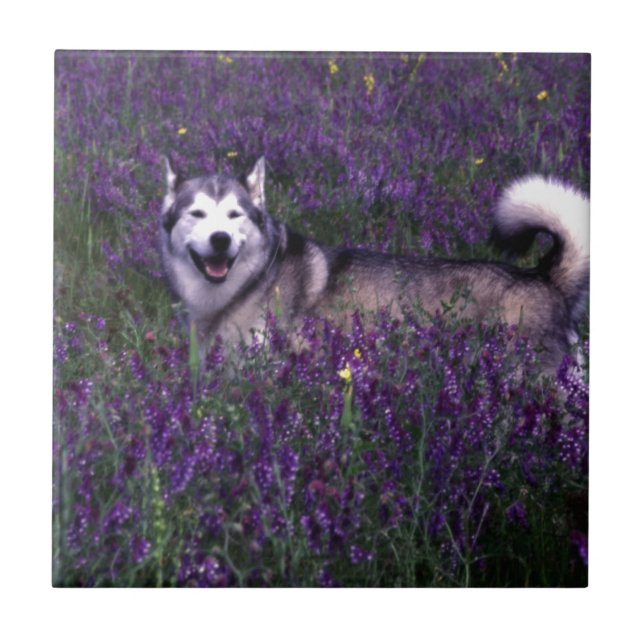 Lycklig husky hund kakelplatta (Framsidan)