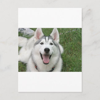 Lycklig Husky Vykort