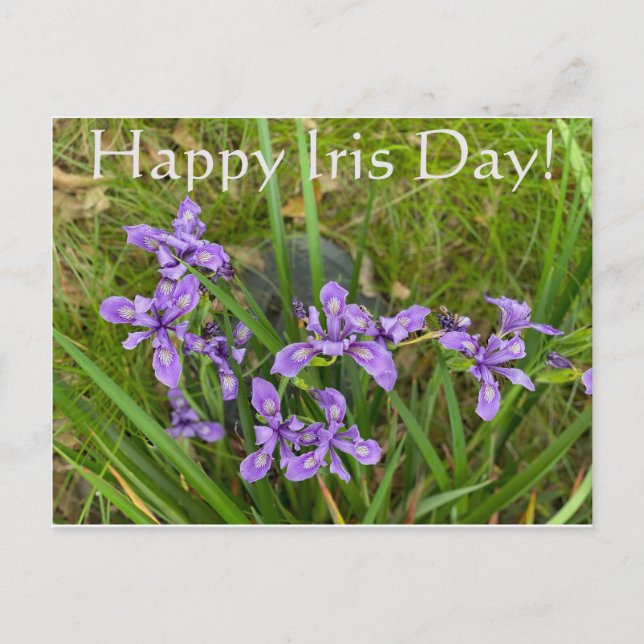 Lycklig Iris-dagen! Vykort (Framsida)