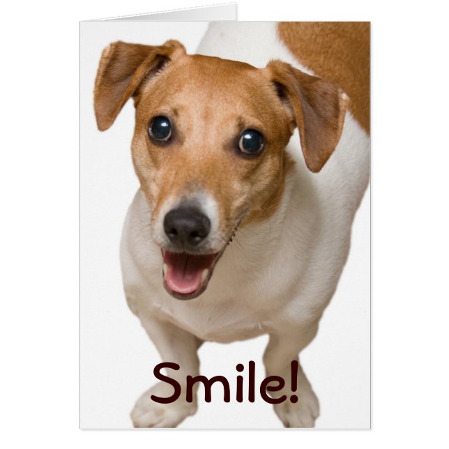 Lycklig Jack Russell Terrier Greeting Card Hälsningskort (Framsidan)
