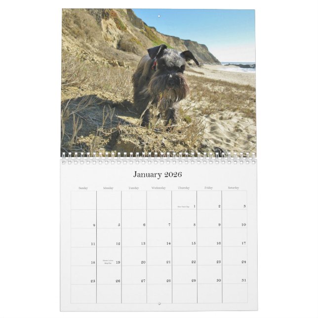 Lycklig kalender 2013 för hundminiatyrSchnauzer (Jan 2026)