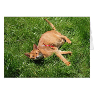 Lycklig Kattunge Hälsningskort