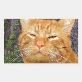 Lycklig Kattunge Kat! Rektangulärt Klistermärke
