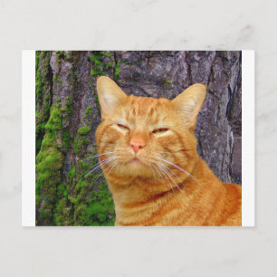 Lycklig Kattunge Kat! Vykort