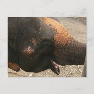 Lycklig Laughing Elephant Photo in Thailand Vykort