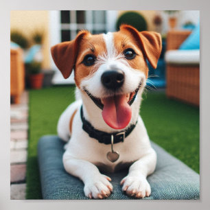 lycklig leende Jack Russell Terrier Poster