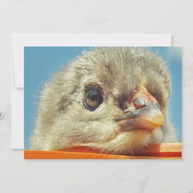 lycklig lilla chick av kyckling (Framsida)