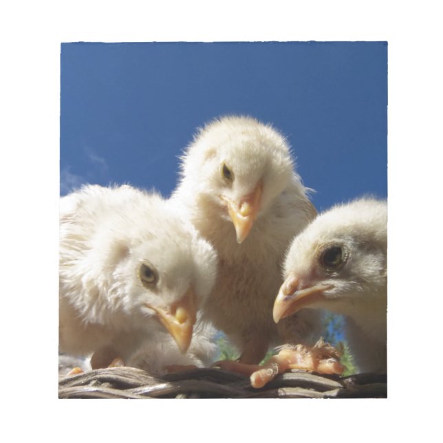 lycklig lilla chick av kyckling anteckningsblock (Framsida)