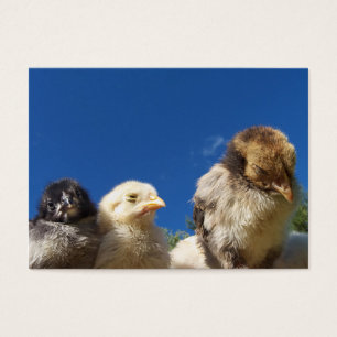 lycklig lilla kyckling chick sover visitkort