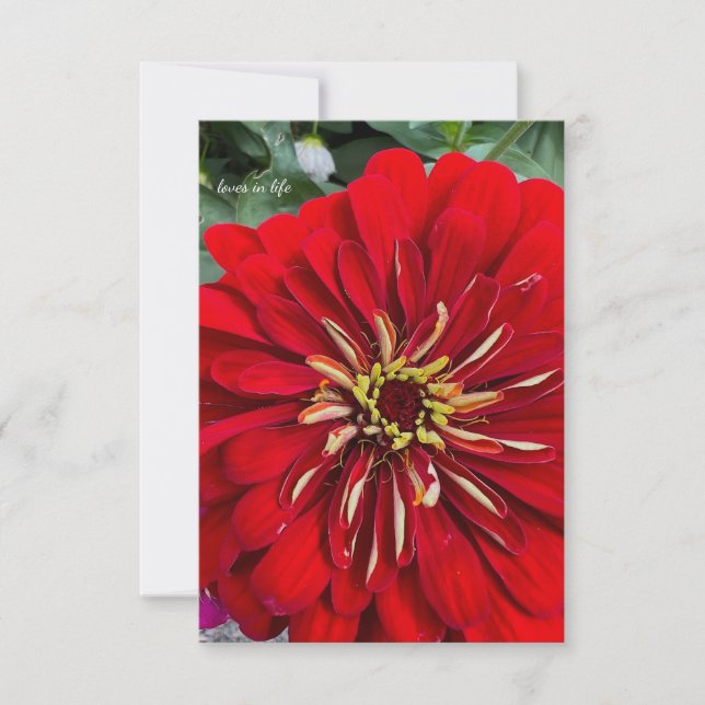 Lycklig Little Zinnia Anteckningskort (Framsida)
