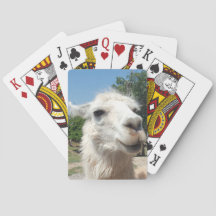 Lycklig llama