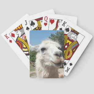 Lycklig llama casinokort