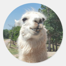 Lycklig Llama