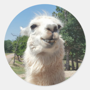 Lycklig Llama Runt Klistermärke