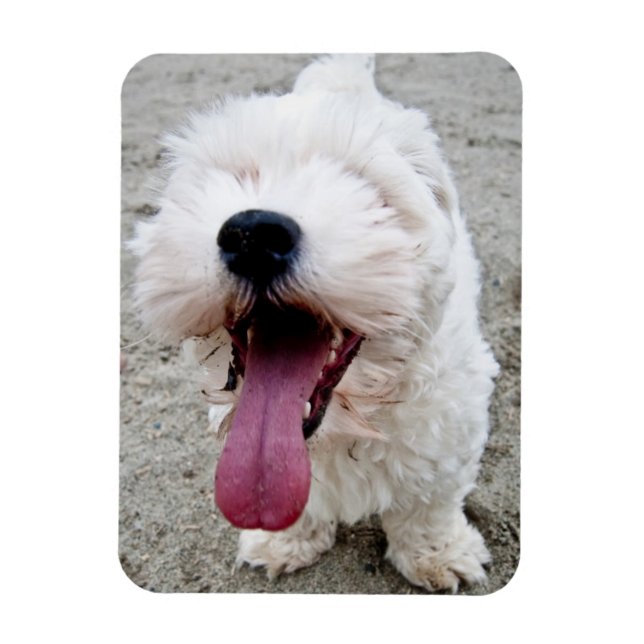 Lycklig marionettvit hund, maltesiska, maltipoo. magnet (Vertikal)